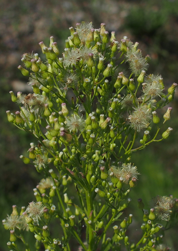 Kanadisches Berufkraut 'Conyza canadensis'