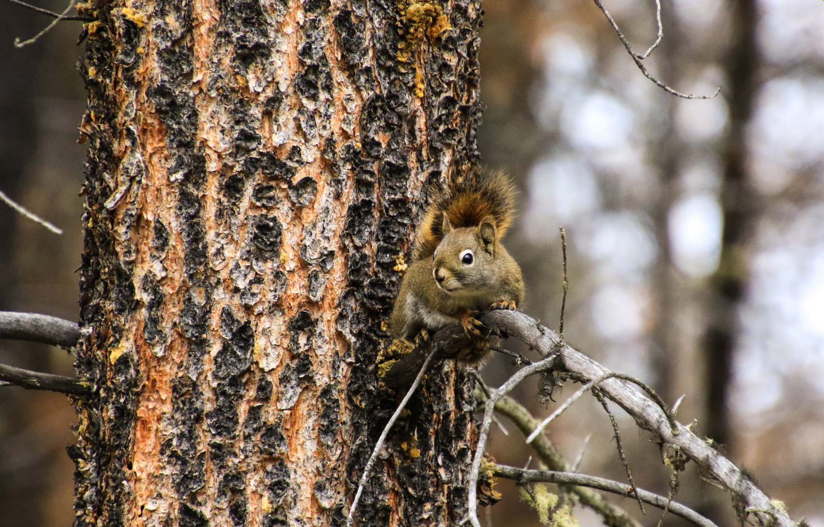 Kanadisches Eichhörnchen auf dem Baum