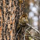 Kanadisches Eichhörnchen auf dem Baum