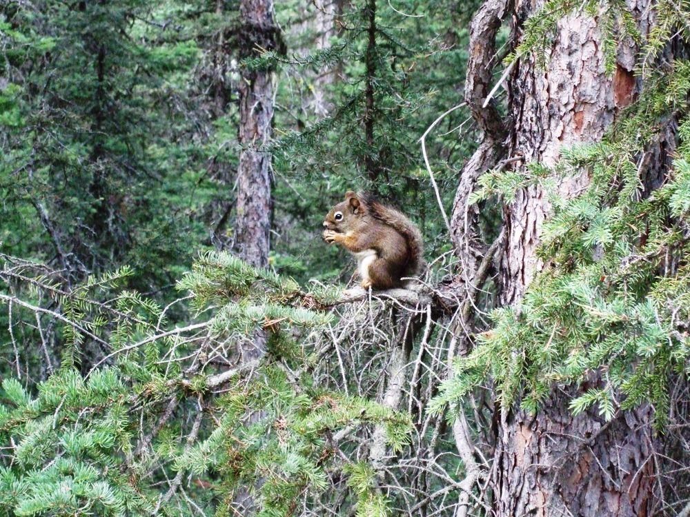 Kanadisches Eichhörnchen