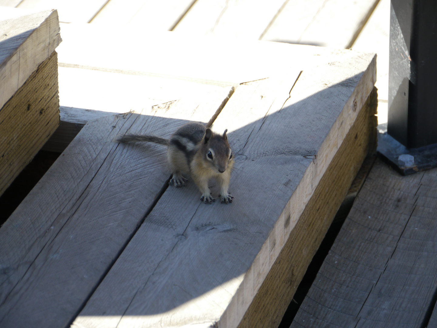 kanadisches Eichhörnchen - September 2011