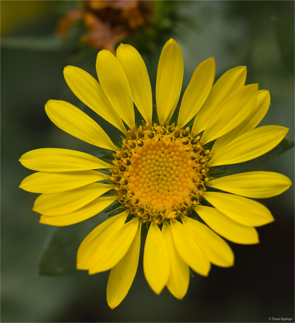 Kanadisches Gummikraut (Grindelia integrifolia)...