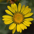 Kanadisches Gummikraut (Grindelia integrifolia)...