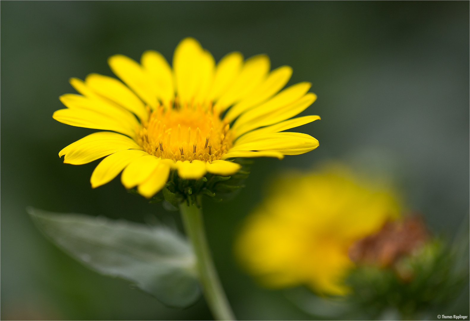 Kanadisches Gummikraut (Grindelia integrifolia)