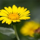 Kanadisches Gummikraut (Grindelia integrifolia)