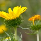 Kanadisches Gummikraut (Grindelia integrifolia)