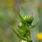 Kanadisches Gummikraut (Grindelia integrifolia).