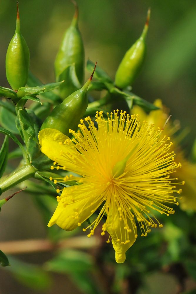 Kanadisches Johanniskraut (Hypericum kalmianum)