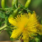 Kanadisches Johanniskraut (Hypericum kalmianum)