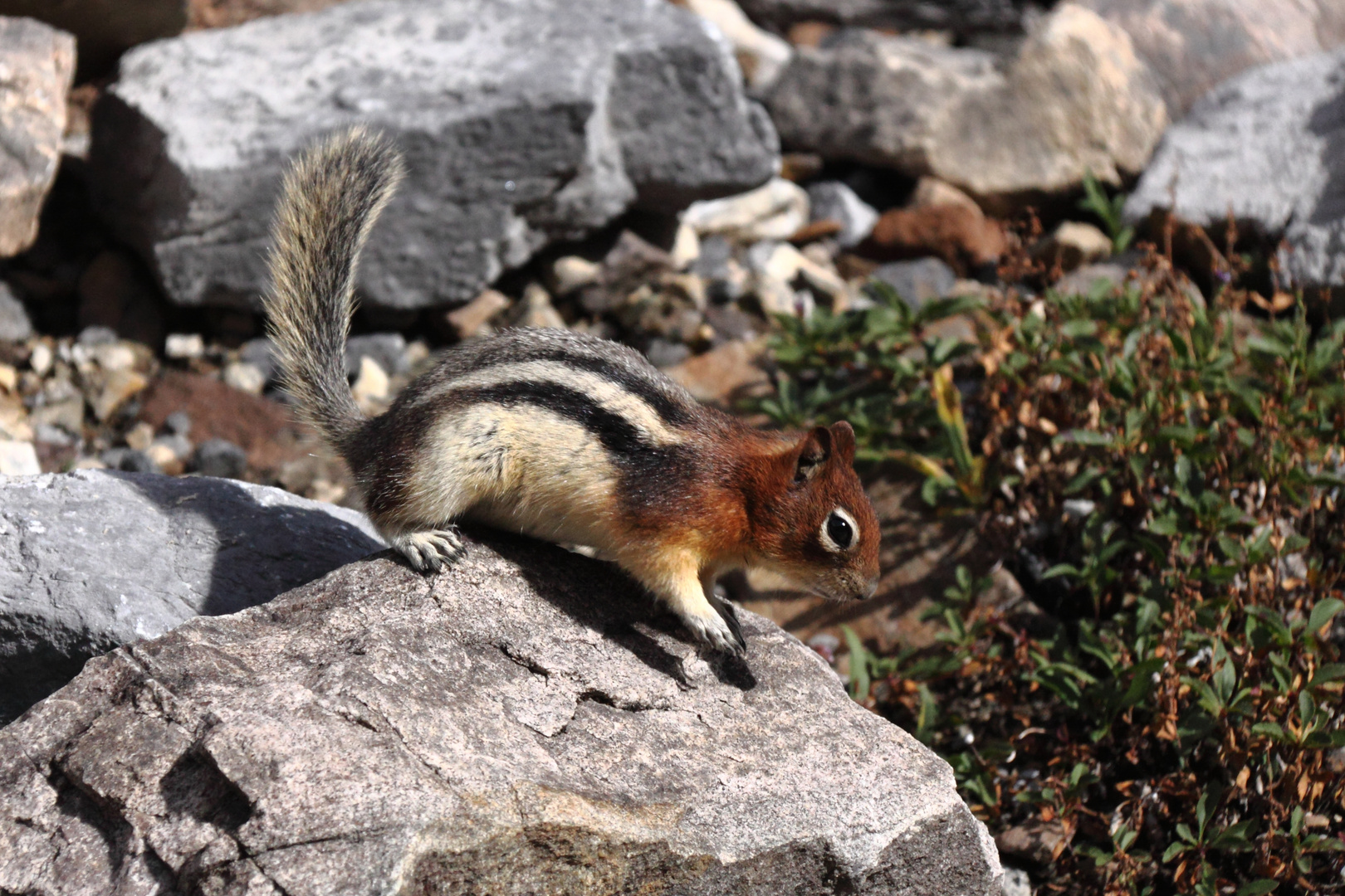 Kanadisches Streifenhörnchen