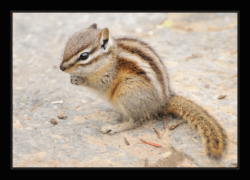 Kanadisches Streifenhörnchen