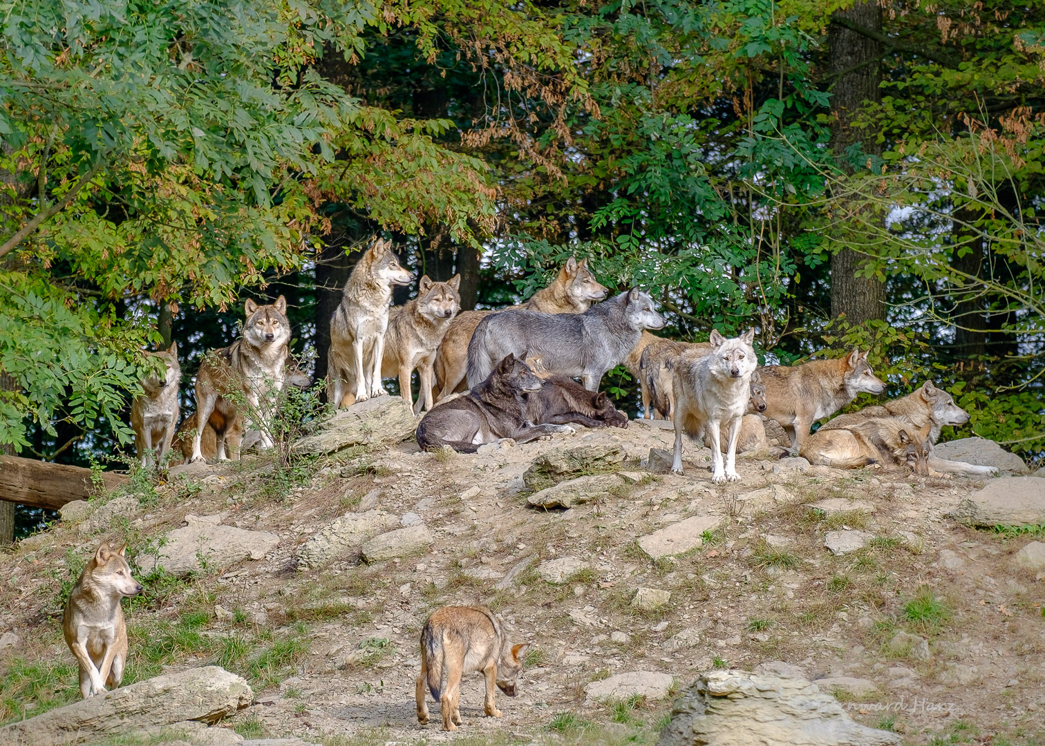 Kanadisches Wolfsrudel