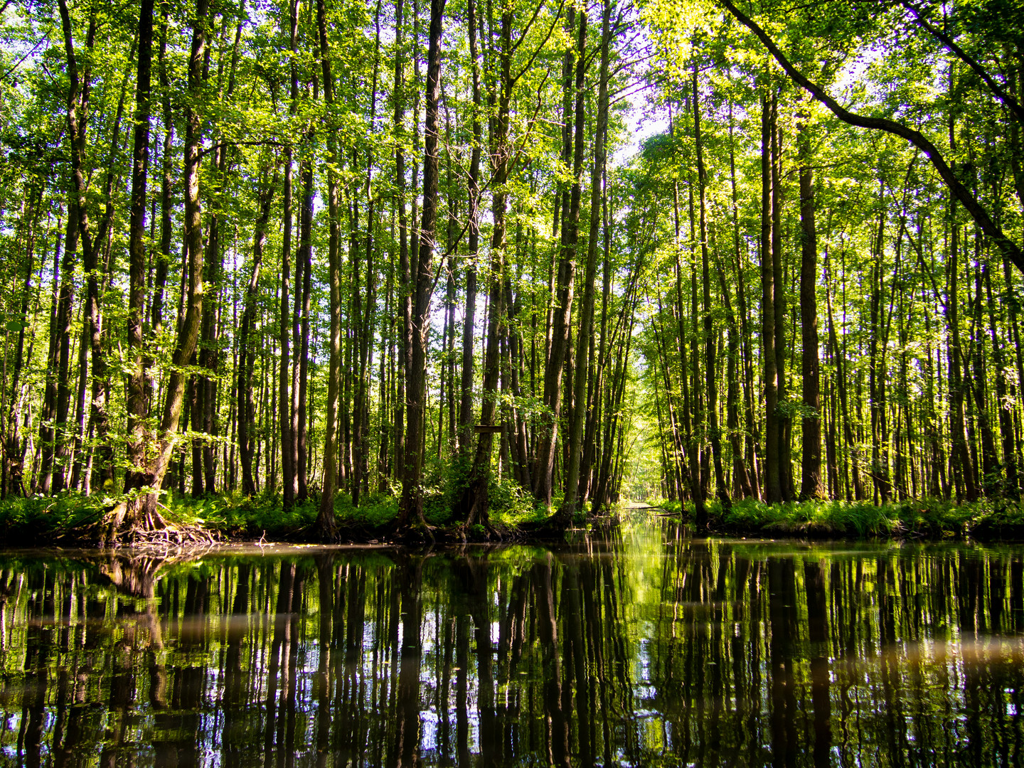 Kanal im sommerlichen Spreewald