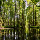 Kanal im sommerlichen Spreewald