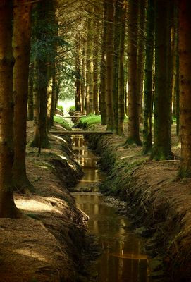 Kanal im Wald II