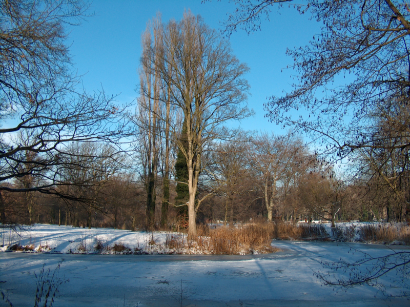 Kanal mit Baum