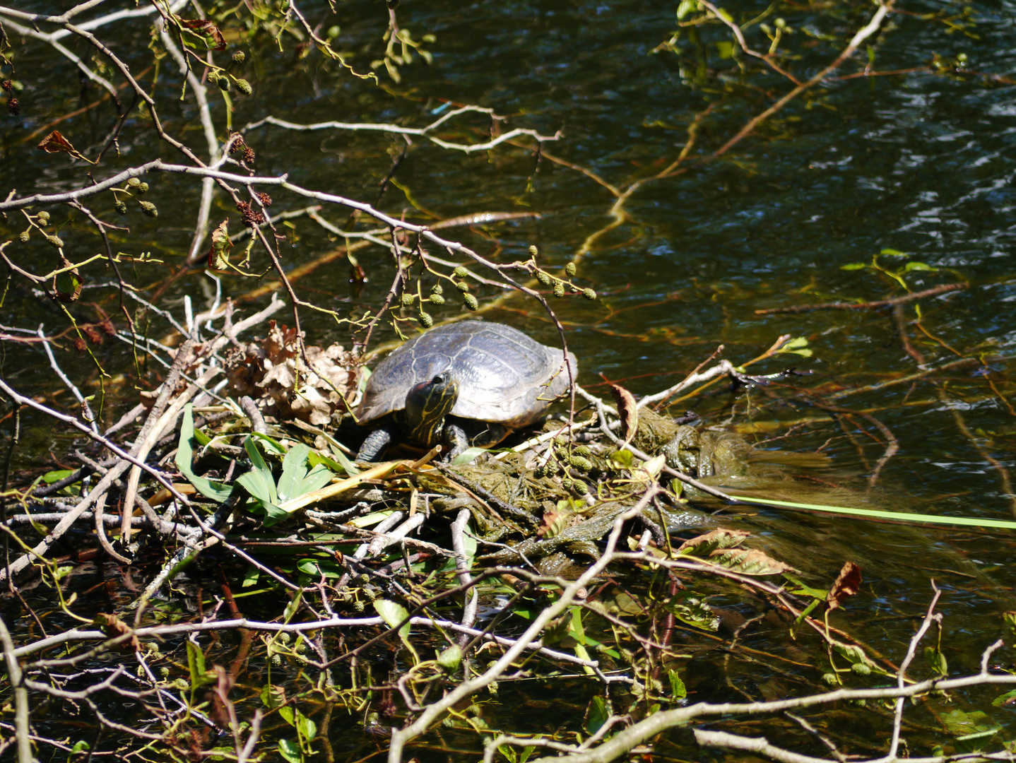 Kanal- Schildkröten...