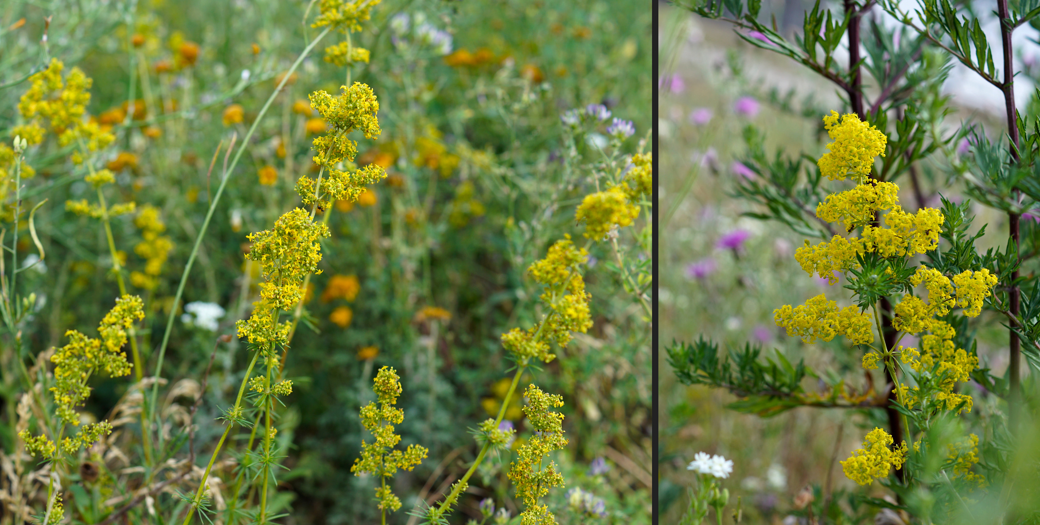 Kanaldamm-Flora: Echtes Labkraut und Beifuß