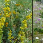 Kanaldamm-Flora: Echtes Labkraut und Beifuß