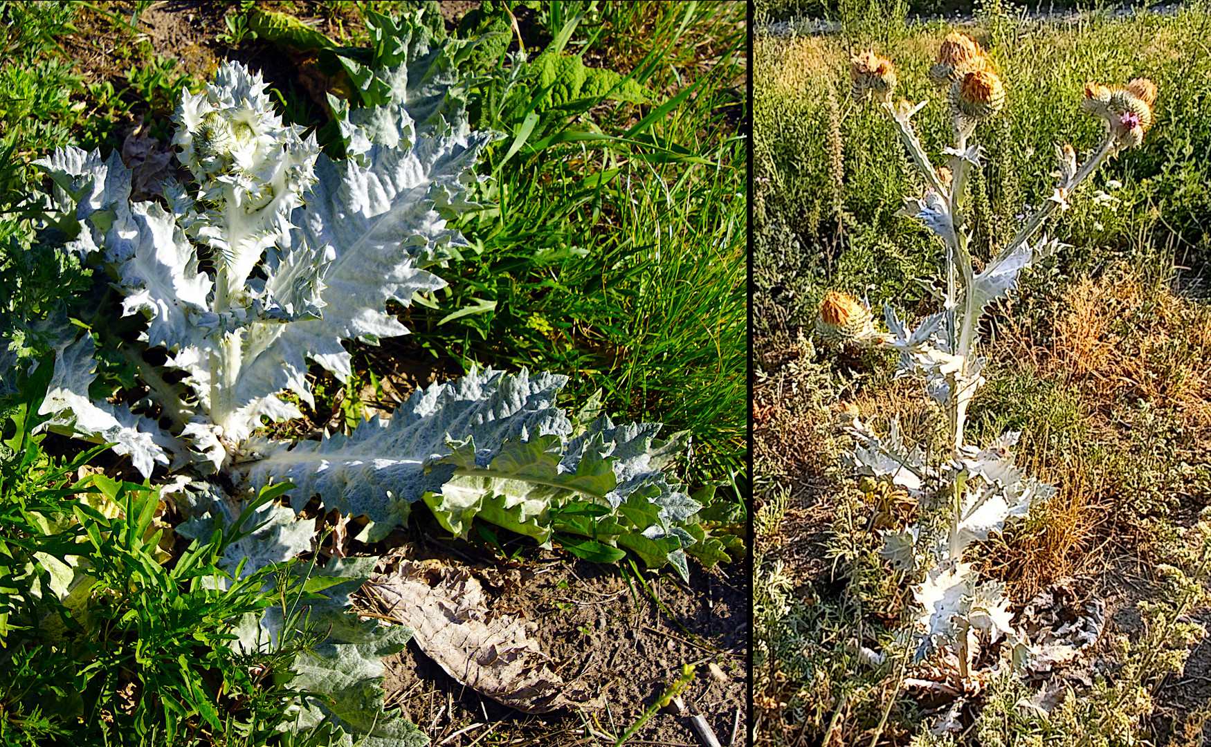 Kanaldamm-Flora: Eselsdistel (Onopordum acanthium)