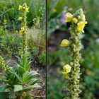 Kanaldamm-Flora: Kleinblütige Königskerze