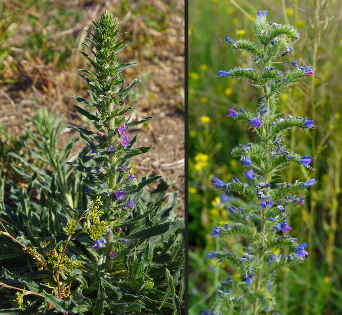 Kanaldamm-Flora: Natternkopf