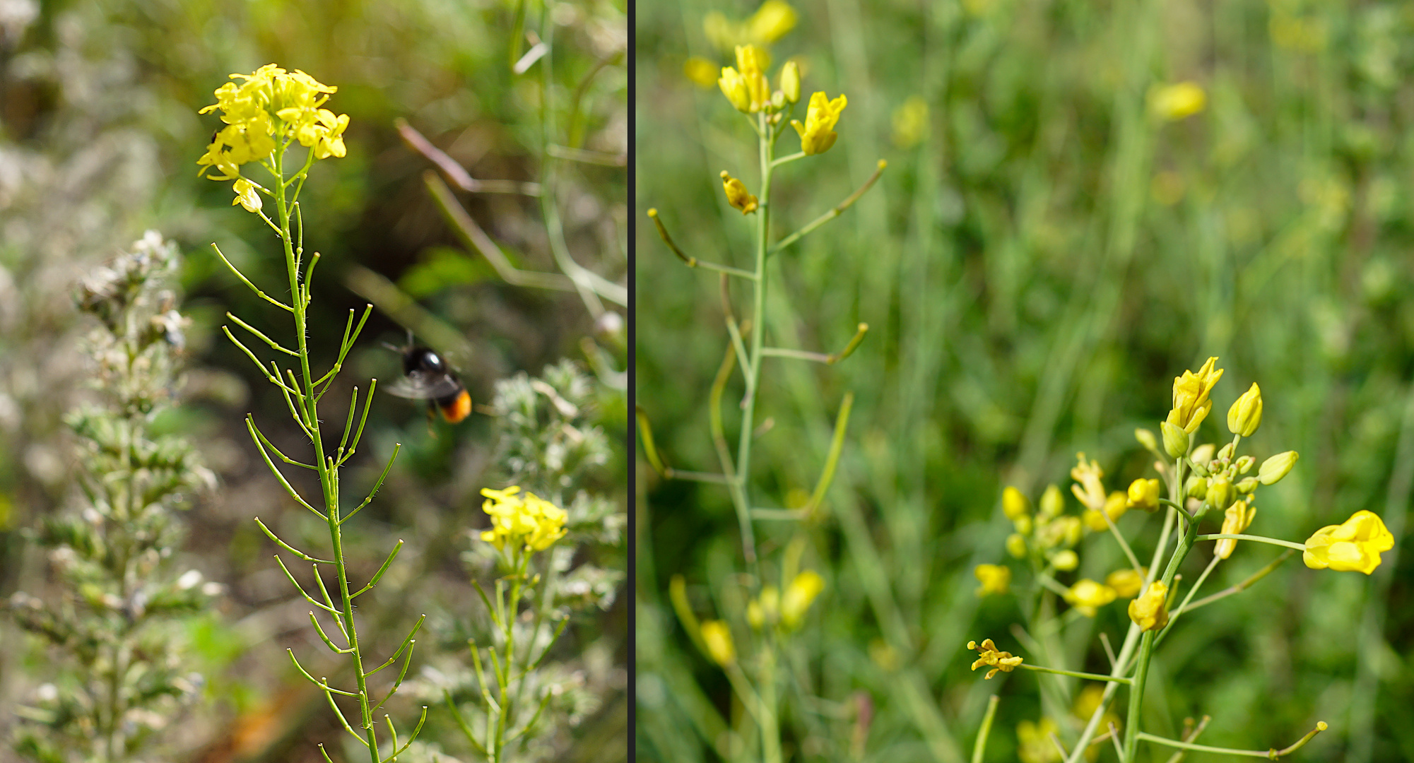 Kanaldamm-Flora: Raps und Steinhummel