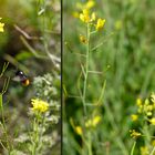 Kanaldamm-Flora: Raps und Steinhummel