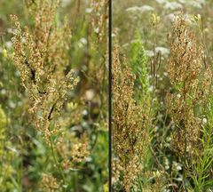 Kanaldamm-Flora: Straußblütiger Sauerampfer