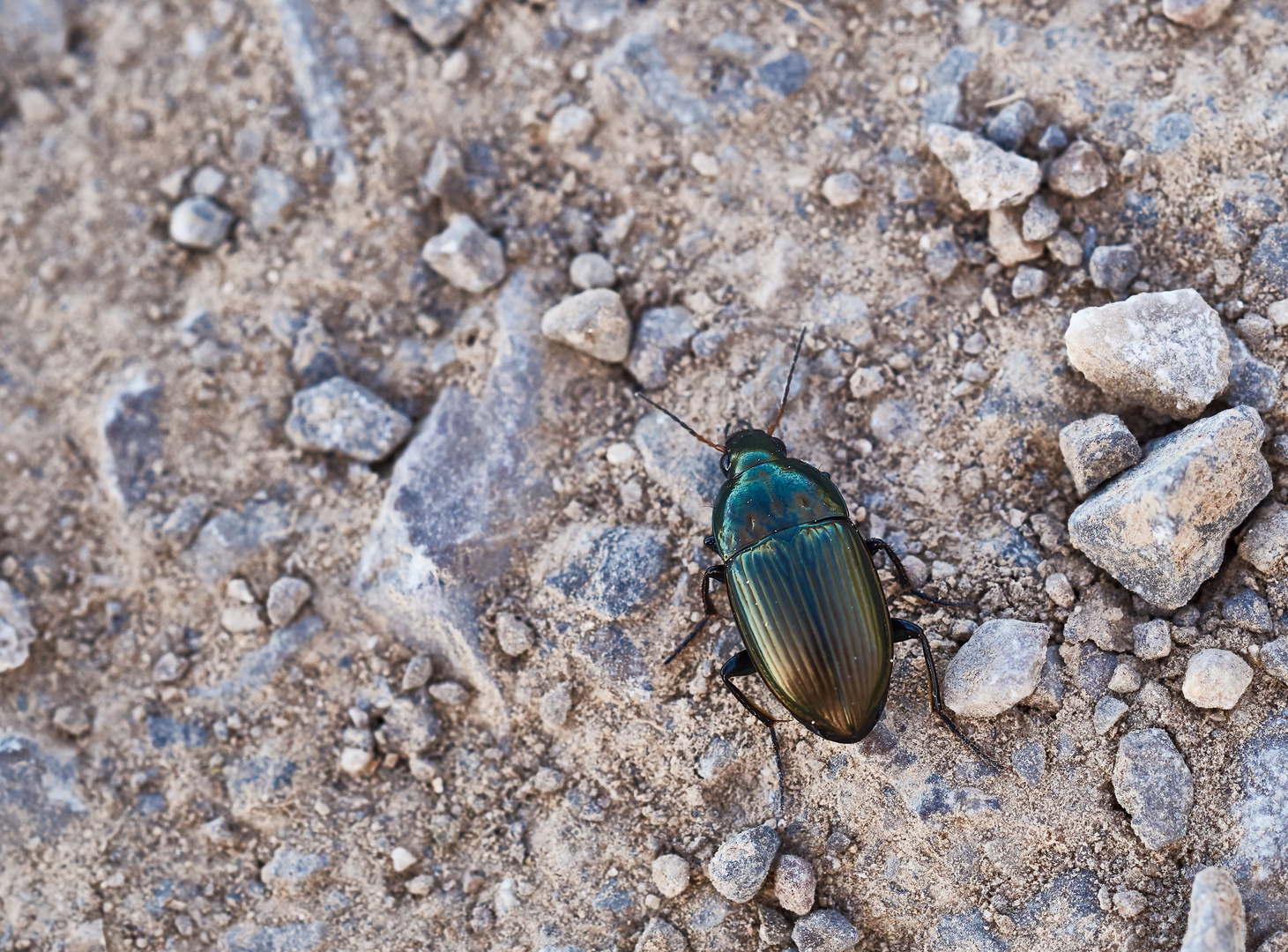 Kanalläufer (Amara sp.)