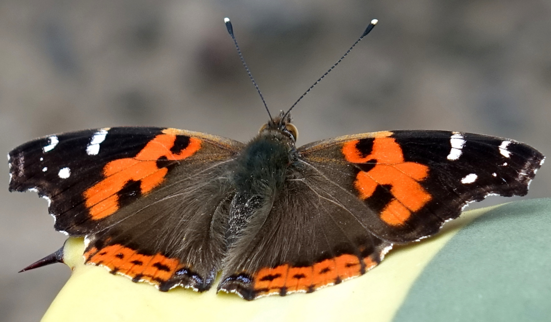 Kanaren Admiral Schmetterling