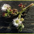 Kanaren-Blümchen, übersäht mit kleinen Tröpfen