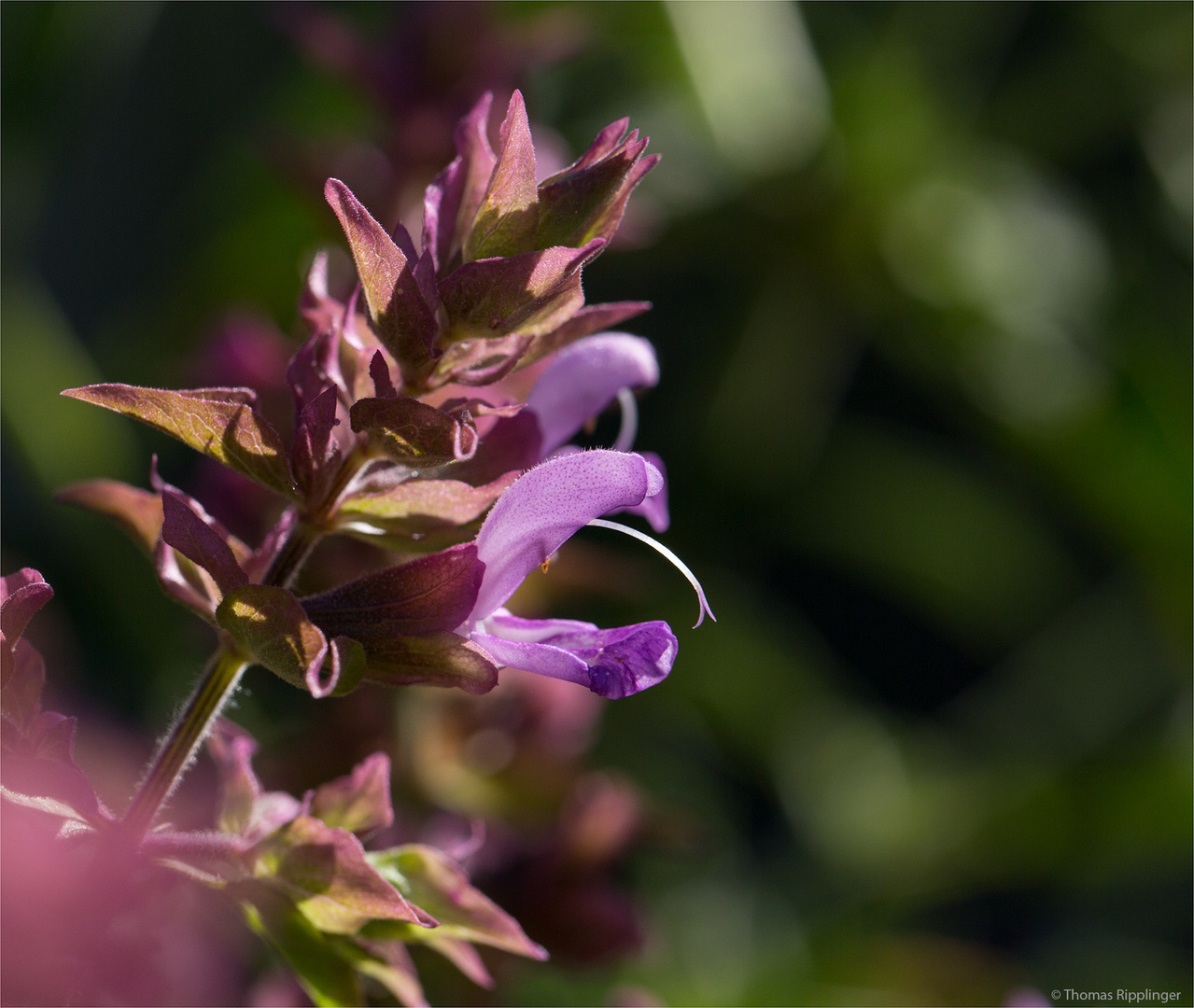 Kanaren - Salbei (Salvia canariensis).....