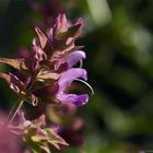 Kanaren - Salbei (Salvia canariensis).....