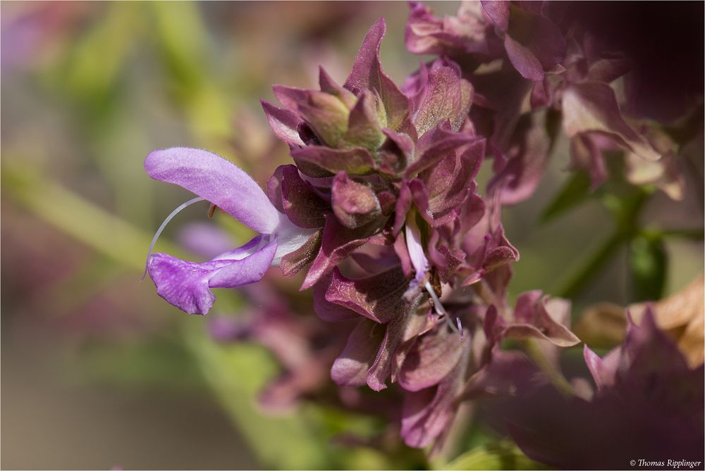 Kanaren Salbei (Salvia canariensis) Foto & Bild pflanzen, pilze