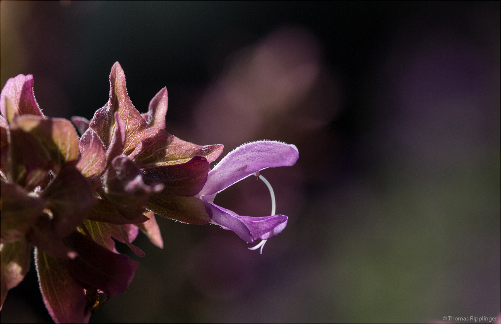 Kanaren - Salbei (Salvia canariensis).