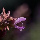 Kanaren - Salbei (Salvia canariensis).