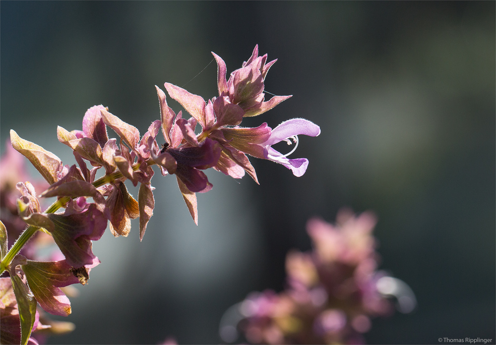 Kanaren - Salbei (Salvia canariensis)..