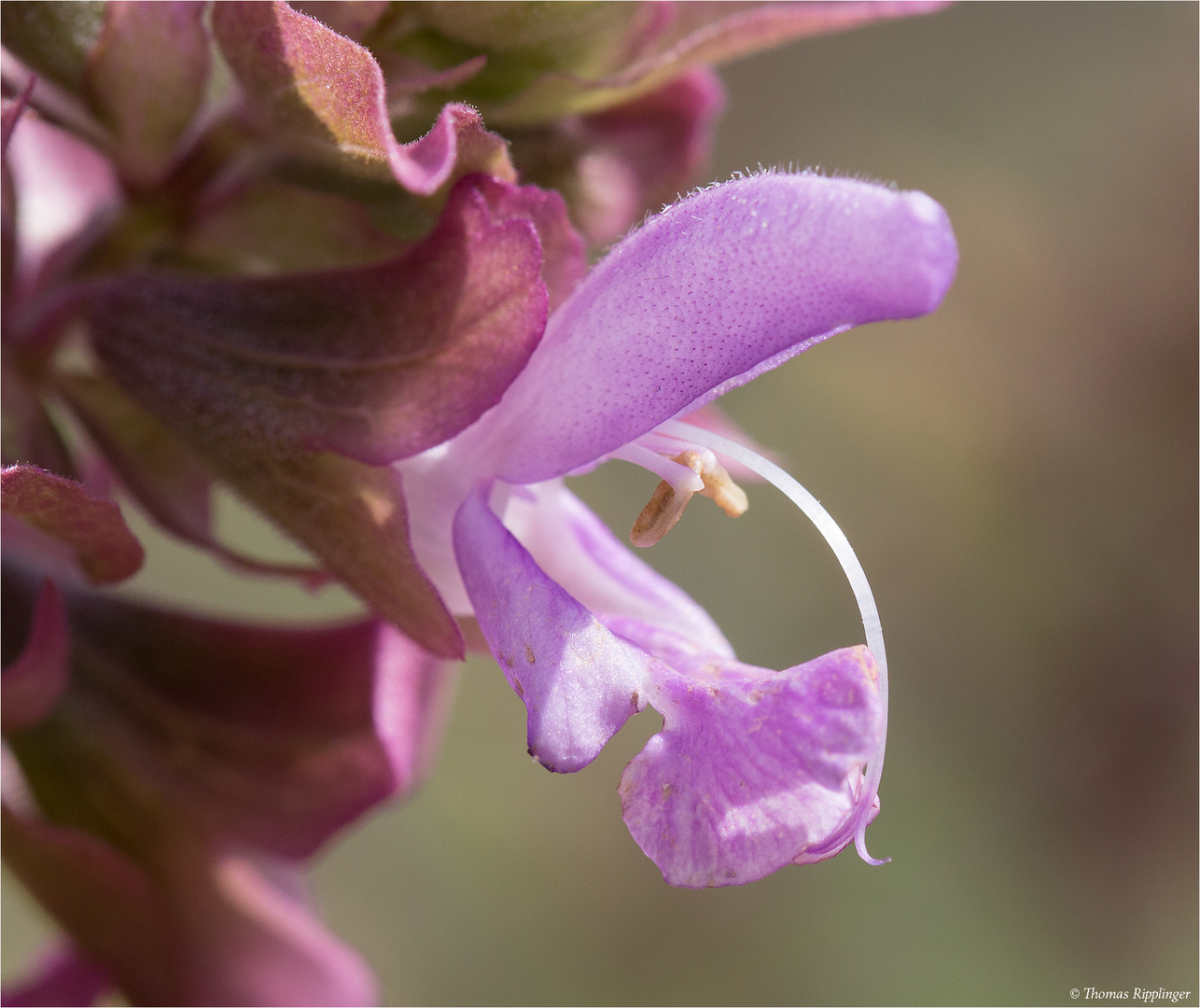 Kanaren - Salbei (Salvia canariensis)....