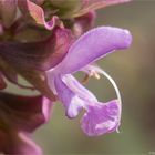 Kanaren - Salbei (Salvia canariensis)....