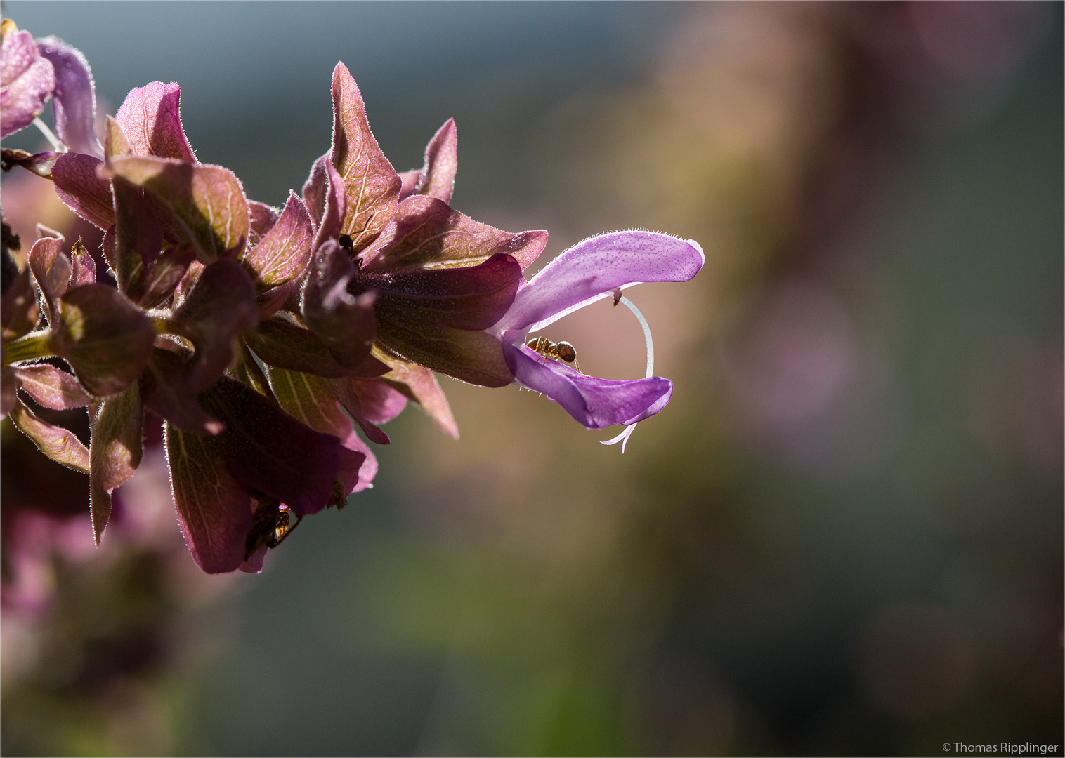 Kanaren - Salbei (Salvia canariensis)...