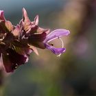 Kanaren - Salbei (Salvia canariensis)...