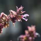 Kanaren - Salbei (Salvia canariensis)..