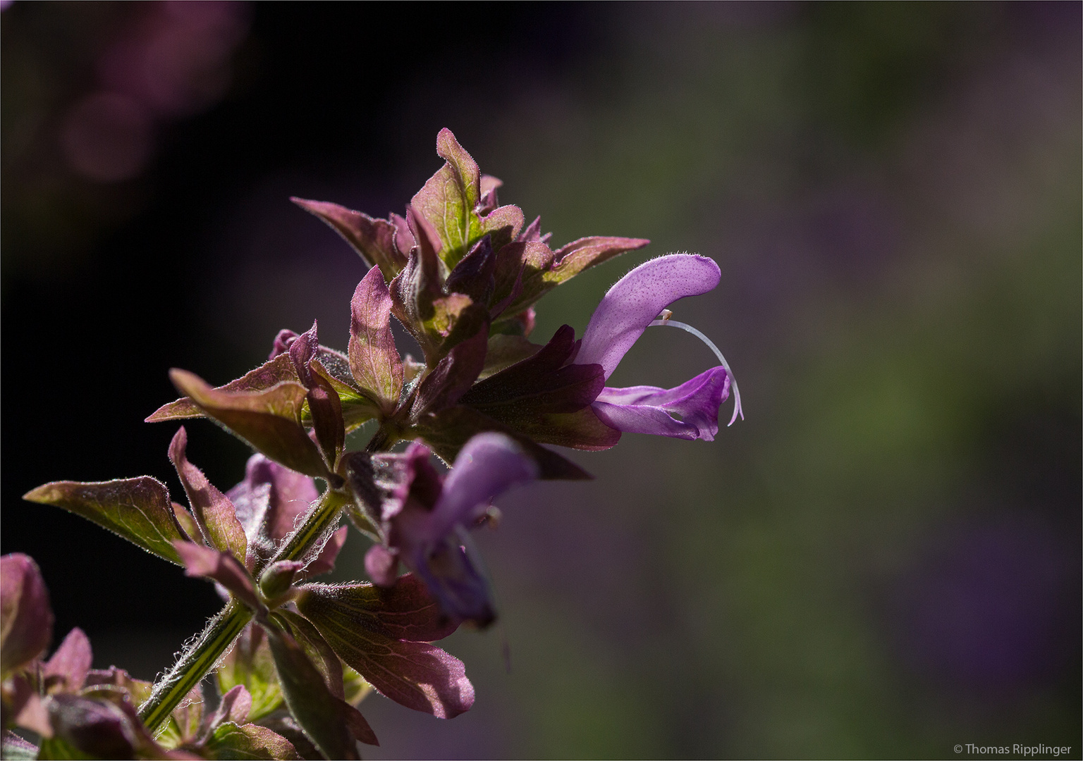 Kanaren - Salbei (Salvia canariensis)