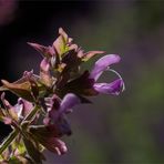 Kanaren - Salbei (Salvia canariensis)