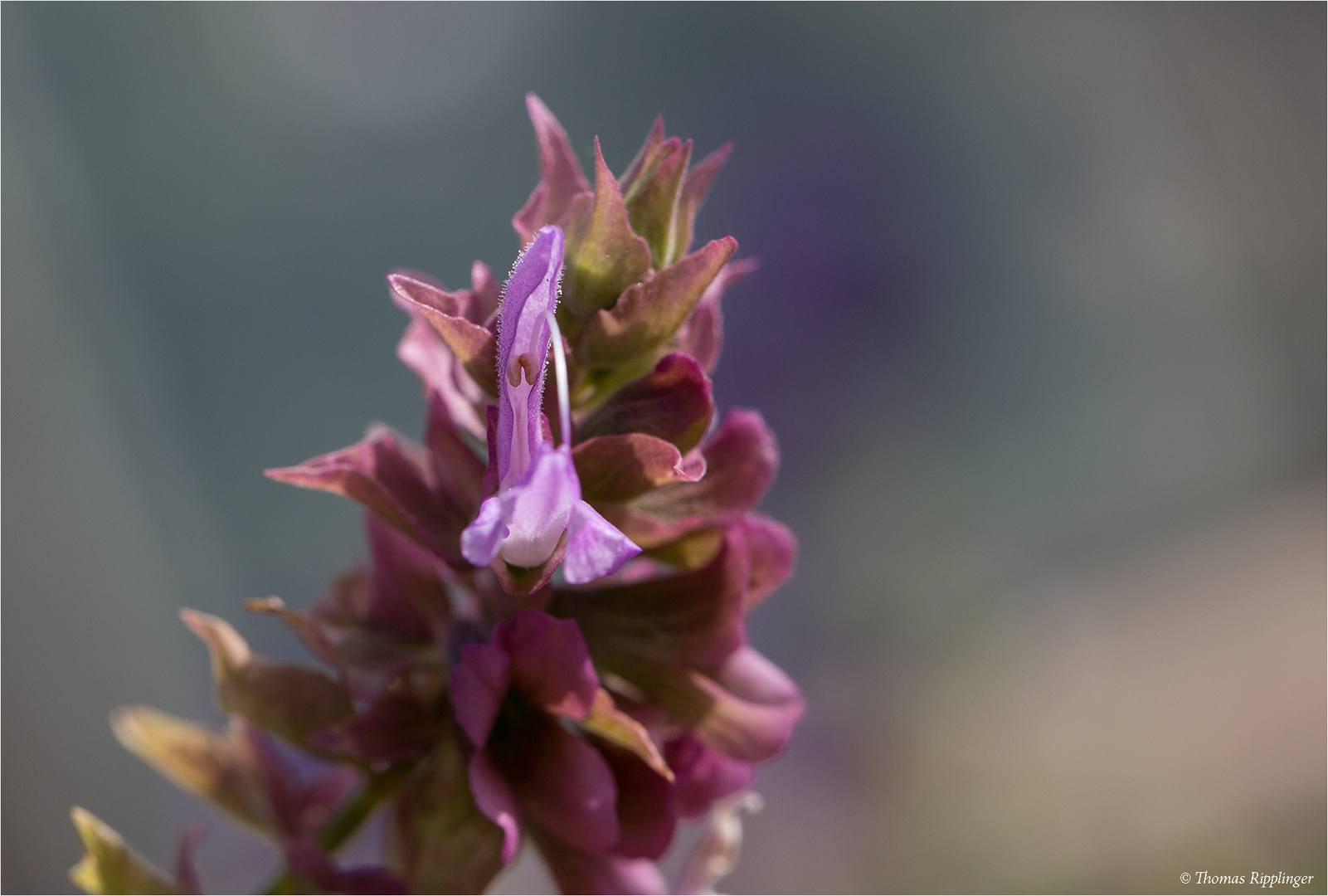 Kanaren - Salbei (Salvia canariensis).....