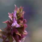 Kanaren - Salbei (Salvia canariensis).....