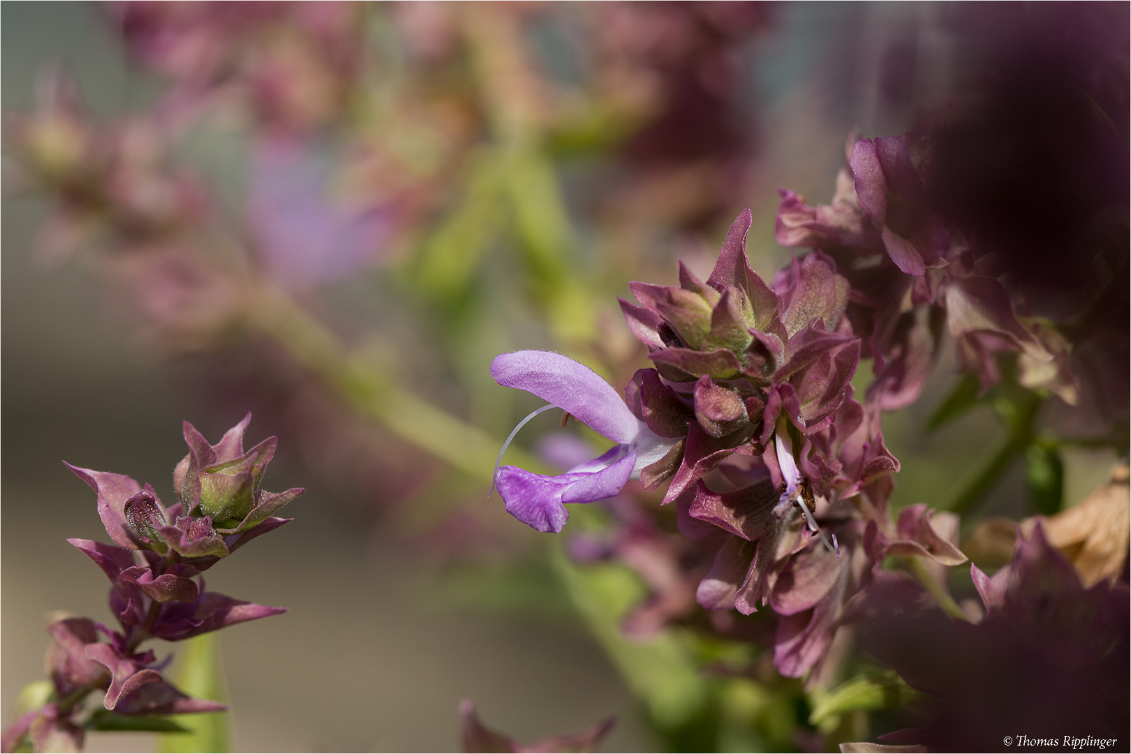 Kanaren - Salbei (Salvia canariensis).