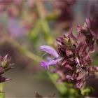 Kanaren - Salbei (Salvia canariensis).