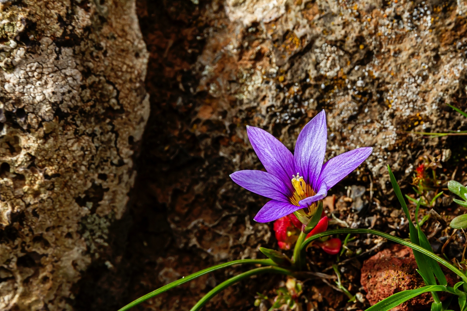 Kanaren-Scheinkrokus